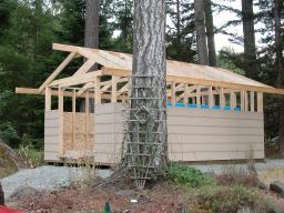new shed - day 12